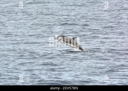 Dauphin à rayures, Stenella coeruleoalba, Blau-Weißer Delfin, Streifendelfin, csíkos delfin, Île de São Miguel, Açores, Açores, Portugal, Europe Banque D'Images