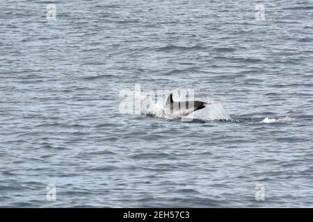 Dauphin à rayures, Stenella coeruleoalba, Blau-Weißer Delfin, Streifendelfin, csíkos delfin, Île de São Miguel, Açores, Açores, Portugal, Europe Banque D'Images