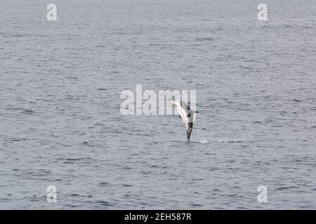 Dauphin à rayures, Stenella coeruleoalba, Blau-Weißer Delfin, Streifendelfin, csíkos delfin, Île de São Miguel, Açores, Açores, Portugal, Europe Banque D'Images