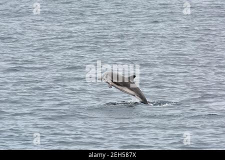 Dauphin à rayures, Stenella coeruleoalba, Blau-Weißer Delfin, Streifendelfin, csíkos delfin, Île de São Miguel, Açores, Açores, Portugal, Europe Banque D'Images