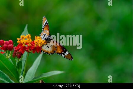 Photo macro fleurs rouges et jaunes avec tigre Uni ou papillon monarque africain (Danaus chrysippus). Magnifiques fleurs avec dos en portrait papillon Banque D'Images