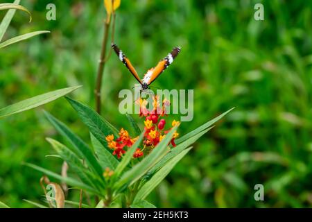 Photo macro de fleurs jaunes et rouges avec tigre Uni ou papillon monarque africain (Danaus chrysippus). Belles fleurs avec bac en forme de papillon Banque D'Images