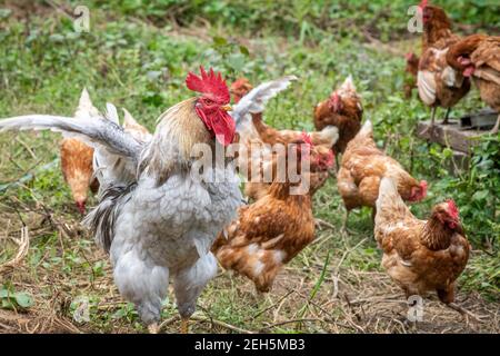 Des ailes de coq dominent autour des poules dans une ferme de Valley Lee, MD. Banque D'Images