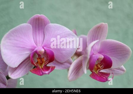 Orchidée rose avec pétales délicats, bourgeons et motifs, macro orchidée rose, tête de fleur, beauté dans la nature, fleur exotique, macro photographie, image de stock Banque D'Images