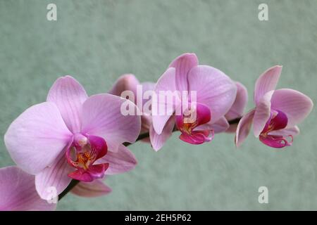 Orchidée rose avec pétales délicats, bourgeons et motifs, macro orchidée rose, tête de fleur, beauté dans la nature, fleur exotique, macro photographie, image de stock Banque D'Images