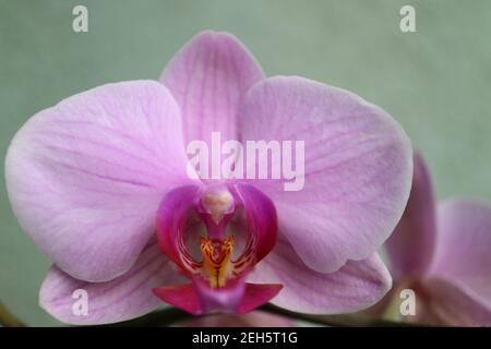 Orchidée rose avec pétales délicats, bourgeons et motifs, macro orchidée rose, tête de fleur, beauté dans la nature, fleur exotique, macro photographie, image de stock Banque D'Images