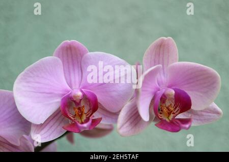Orchidée rose avec pétales délicats, bourgeons et motifs, macro orchidée rose, tête de fleur, beauté dans la nature, fleur exotique, macro photographie, image de stock Banque D'Images