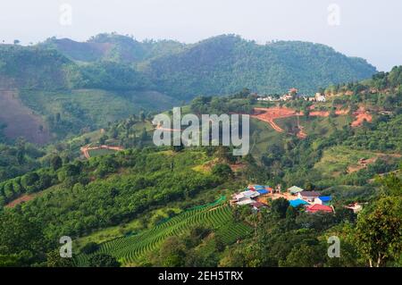 Vue panoramique sur le petit village en montagne. Paysage rural traditionnel avec plantation de thé et champs en terrasse dans la campagne thaïlandaise près de la frontière Banque D'Images