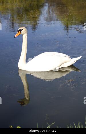 cygne blanc Banque D'Images