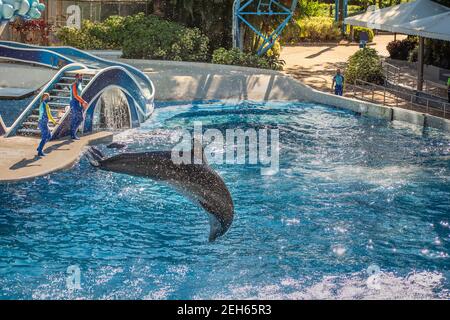 Orlando, Floride. 25 novembre 2020. Dauphins sautant au spectacle de la journée des dauphins à SeaWorld (11) Banque D'Images