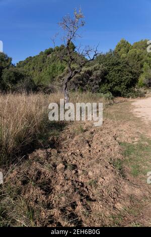 Paysage du sol et de la terre, déplacé par les porcs sauvages à la recherche de nourriture. Porcs sauvages à la recherche de truffes et de racines à manger. Signes de la faune dans le nat Banque D'Images