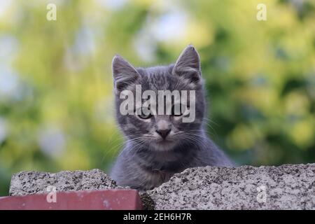 le museau d'un chat gris sur la clôture, le chat regarde par dessus Banque D'Images