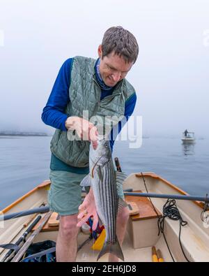 Pêche aux striper dans le port de Camden, Maine, tôt le matin. Banque D'Images