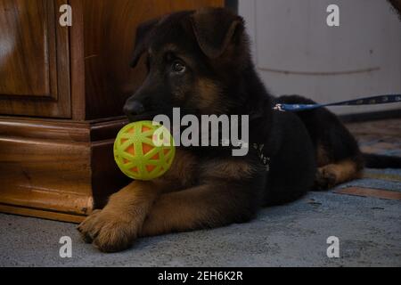 Un chiot allemand de Shepard avec une balle verte dans son museau Banque D'Images