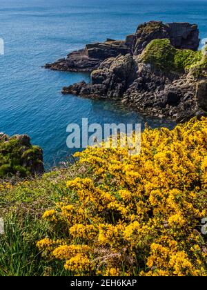 Gorse jaune (Ulex) Baie St non près de St Davids dans l'ouest du pays de Galles, réputée pour être le lieu de naissance de Saint David, le patron du pays de Galles. Banque D'Images