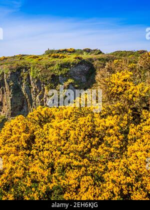 Gorse d'or brillant sur les sommets de la falaise à St non's Bay près de St Davids dans l'ouest du pays de Galles. Banque D'Images