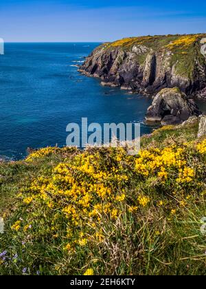 St non's Bay, dans le Pembrokeshire, est réputé pour être le lieu de naissance de St David, le patron du pays de Galles. Banque D'Images