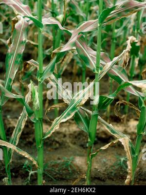 Brûlure des feuilles de maïs du Nord (Setasphaeria turcica) lésions graves sur le maïs / la récolte de maïs, Thaïlande Banque D'Images