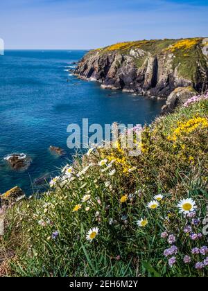 Fleur rose marine, pâquerettes et gorses jaunes qui fleurissent sur les sommets de la falaise au-dessus de St non's Bay près de St Davids dans l'ouest du pays de Galles, repuissamment le lieu de naissance de St D. Banque D'Images