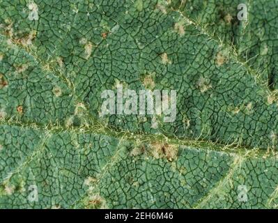 Lésions de la maladie du mildiou (Peronospora manshurica) sur la surface supérieure d'une feuille de soja, Thaïlande Banque D'Images