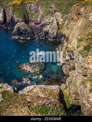 St non's Bay, dans le Pembrokeshire, est réputé pour être le lieu de naissance de St David. Les fleurs roses de la mer poussent sur les falaises. Banque D'Images