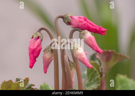 Le cyclamen avec les boutons de fleurs ne s'ouvrait pas encore. Cyclamen avant la floraison Banque D'Images