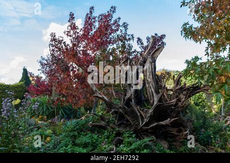 Partie du Stumpery à Arundel Castle Gardens, West Sussex, Angleterre, Royaume-Uni Banque D'Images