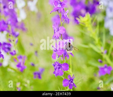 Delphinium, bougie Delphinium, beaucoup de belles fleurs violettes et bleues qui fleurissent dans le jardin, Larkspur anglais, Grand Larkspur Banque D'Images