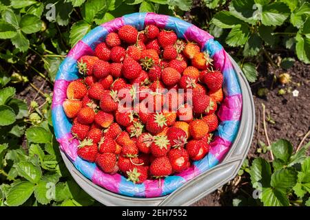 un seau de fraises, juste cueillies dans le jardin Banque D'Images