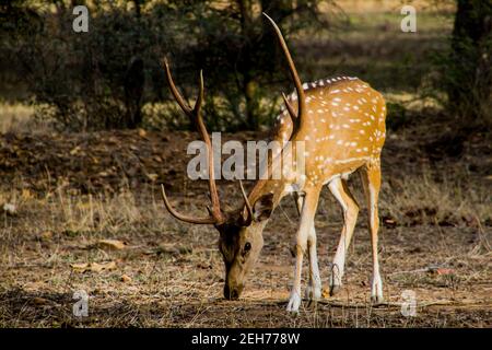 Un cerf paître sur l'herbe Banque D'Images