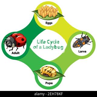 Illustration du cycle de vie d'un schéma Ladybug Illustration de Vecteur