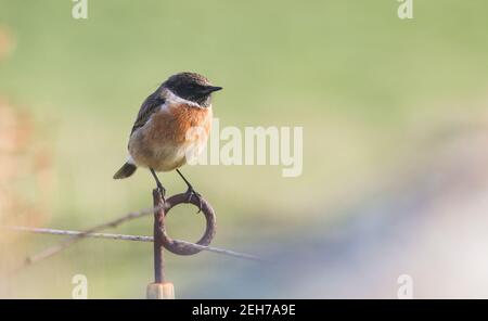 Stonechat montrant bien le long d'une ligne de clôture sur Tresco, île de Scilly Banque D'Images