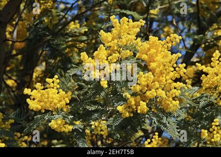branche de l'argent arrose arbre en fleur, les feuilles et les têtes de fleur Banque D'Images