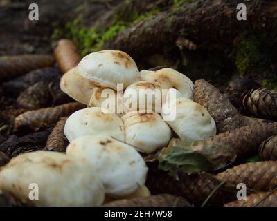 Saint Marcel, Vallée d'Aoste (Italie) : champignon de Saint-Georges (Calocybe gambosa). Banque D'Images