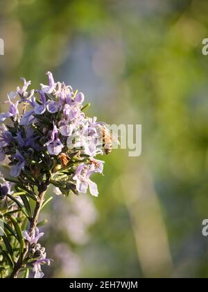 Verrayes, Vallée d'Aoste (Italie) : abeille sur un romarin. Banque D'Images