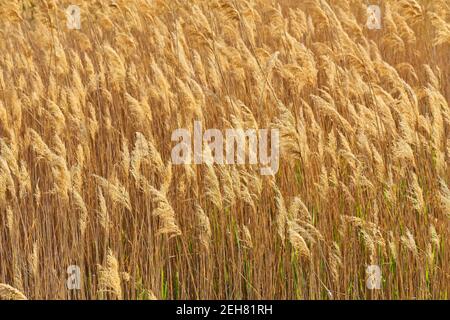 Roseau sèche sur le lac, couche de roseau, graines de roseau. Herbe de roseau dorée, herbe de pampas. Arrière-plan naturel abstrait. Superbe motif aux couleurs neutres. Min Banque D'Images