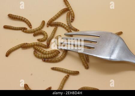 mealworms ou tenebrio molitor pour l'entomophologie de la consommation humaine Banque D'Images