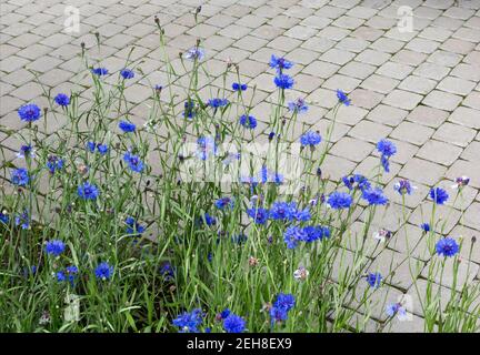 aménagement paysager. Fleurs de maïs bleues sur fond de chaussée en pierre. Banque D'Images