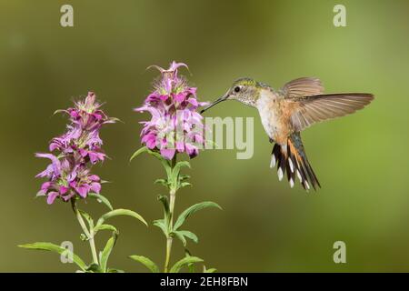 Femelle d'colibri à queue large, Selasphorus platycercus, se nourrissant à la fleur d'origan, Monarda sp. Banque D'Images