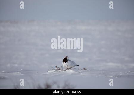 Le lagopède de roche mâle adulte, Lagopus mutus, arpentant son territoire tout en étant assis dans la neige avec des branches de saule en arrière-plan, près d'Arviat, au Nunavut Banque D'Images
