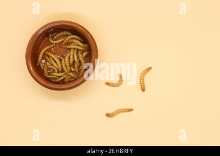 mealworms ou tenebrio molitor pour l'entomophologie de la consommation humaine Banque D'Images