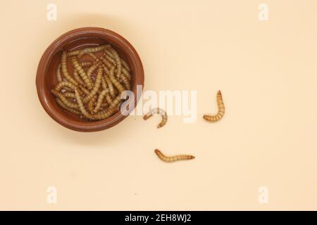 mealworms ou tenebrio molitor pour l'entomophologie de la consommation humaine Banque D'Images