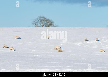 Moutons mangeant de l'herbe par la neige - Écosse, Royaume-Uni Banque D'Images