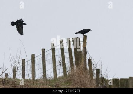 Carrion Crows (Corvus corone) en hiver - Écosse, Royaume-Uni Banque D'Images