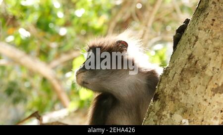 Mignon langur à feuilles spectaculaires, singe dusky sur branche d'arbre au milieu des feuilles vertes dans le parc national d'Ang Thong dans l'habitat naturel. Faune de spe en voie de disparition Banque D'Images