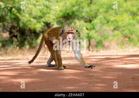 Le singe macaque toque, Macaca Sinica, est un singe de l'ancien monde endémique au Sri Lanka, où il est localement connu sous le nom de rilewa ou rilawa, le Matal central Banque D'Images