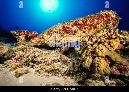 Une bombe non explosée incrustée de corail au large de l'île de Kahoolawe qui a été utilisée pour la pratique ciblée pendant la Seconde Guerre mondiale Hawaï. Banque D'Images