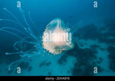 Le méduse de la couronne, Cephea cephea, est parfois refait comme méduse de chou-fleur, Palau, Micronésie. Banque D'Images