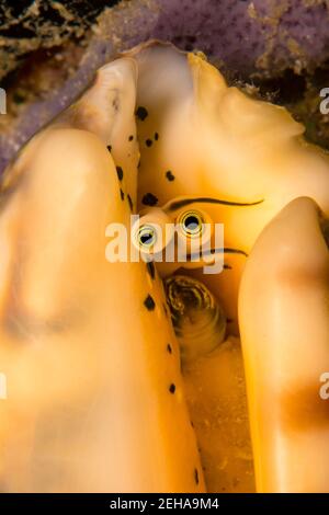 Voir de près les stocks de l'œil d'un élégant conque, mélanome pipus, Philippines. Banque D'Images