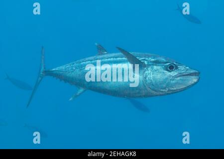 Un thon à crabots gratuit, Gymnosarda unicolor, Raja Ampat, Indonésie. Banque D'Images